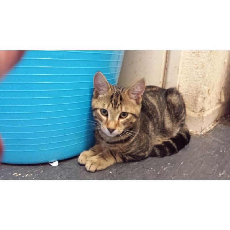 Brown tabby kitten for sale