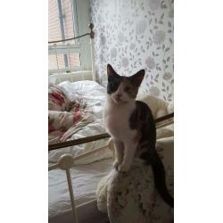 URGENT Female calico cat for free