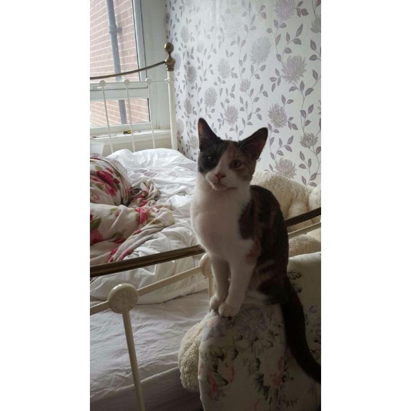 URGENT Female calico cat for free