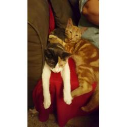 URGENT Female calico cat for free