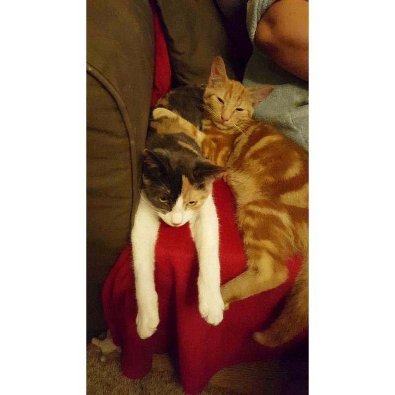 URGENT Female calico cat for free