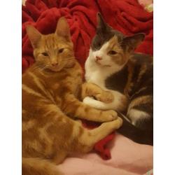 URGENT Female calico cat for free