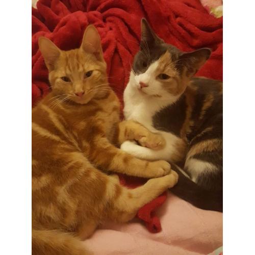 URGENT Female calico cat for free
