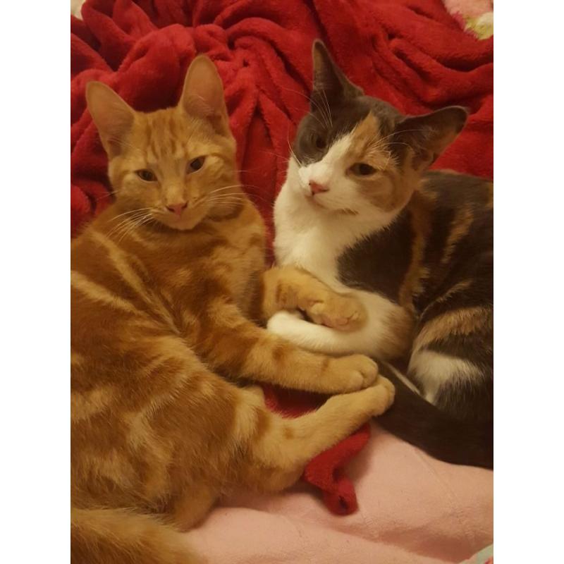 URGENT Female calico cat for free