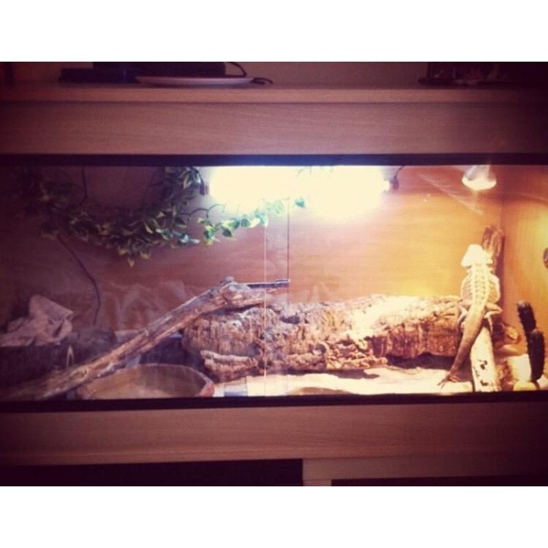 For sale: 4 X 2 vivarium only