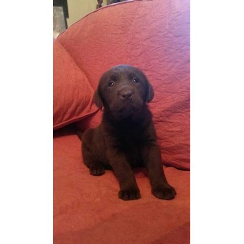 Beautiful litter of kc registered Chocolate Labrador puppies