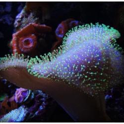 Marine coral aquarium toadstool