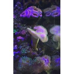 Marine coral aquarium toadstool
