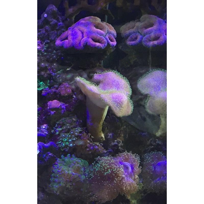 Marine coral aquarium toadstool