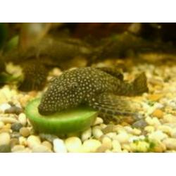 FREE Pleco fish