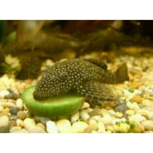 FREE Pleco fish