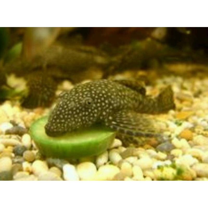 FREE Pleco fish