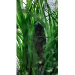 FREE Pleco fish