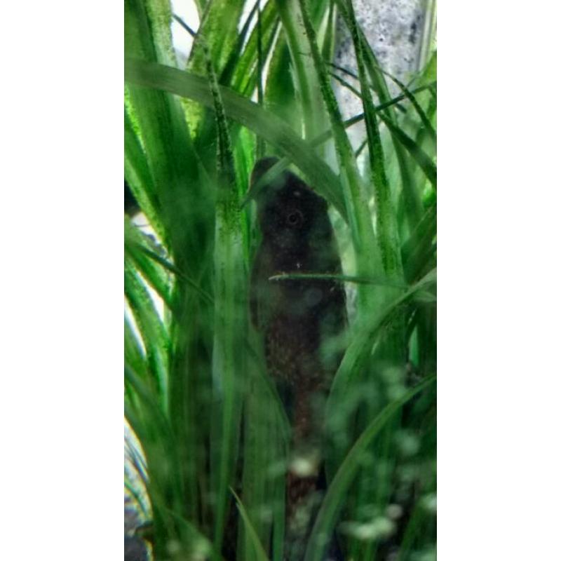 FREE Pleco fish