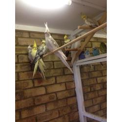 Young Cockatiels