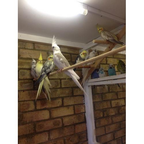Young Cockatiels