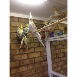 Young Cockatiels