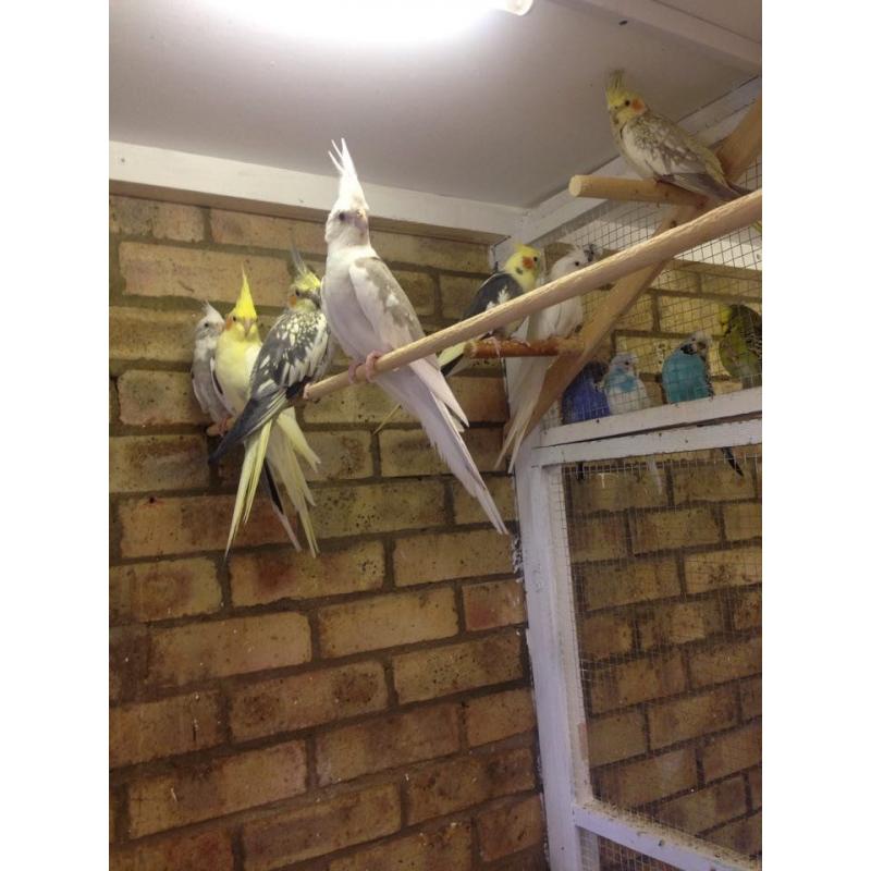 Young Cockatiels