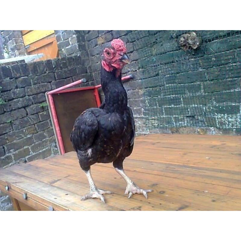 Ko shamo PAIR for sale