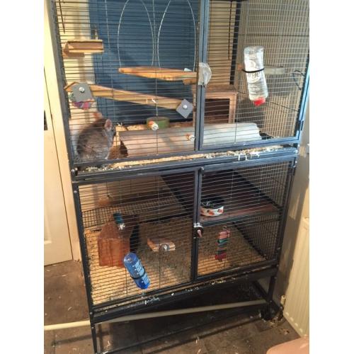 2 chinchillas for sale (male & female)