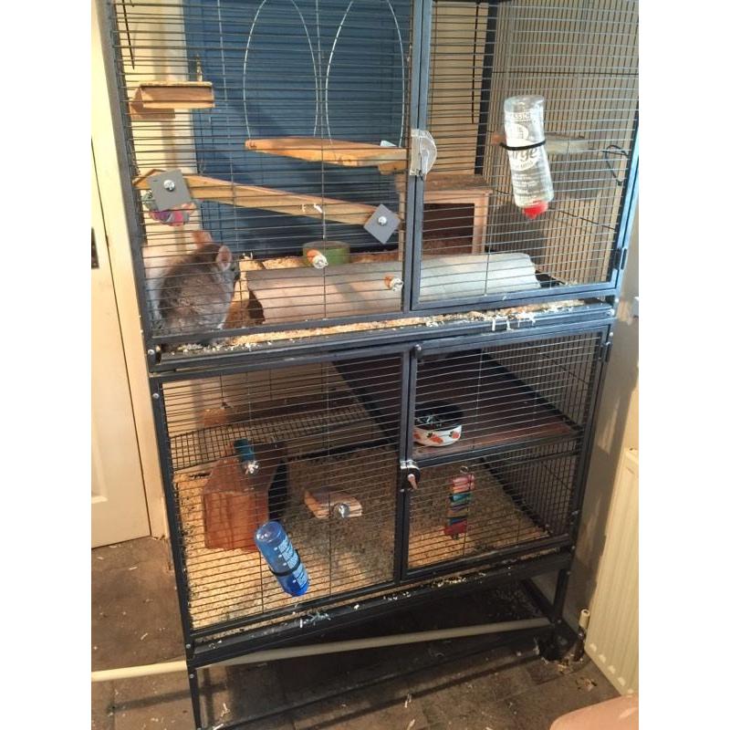 2 chinchillas for sale (male & female)