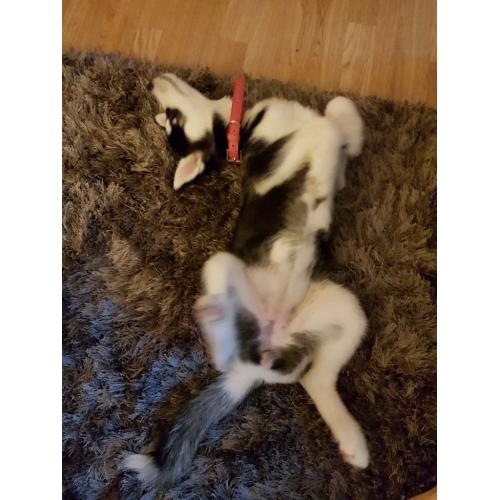 Siberian Husky Puppy (female)