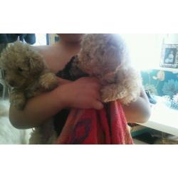 Tiny toy poodles