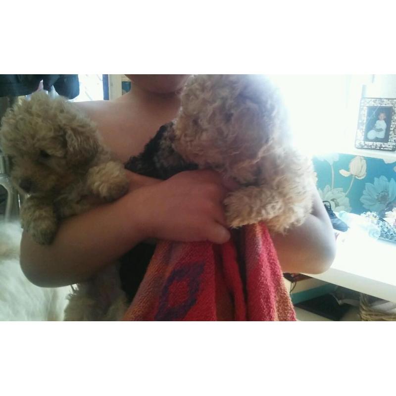 Tiny toy poodles