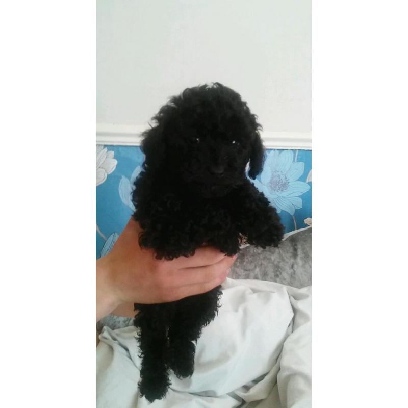 Tiny toy poodles