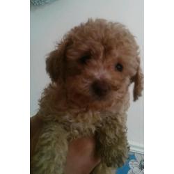 Tiny toy poodles