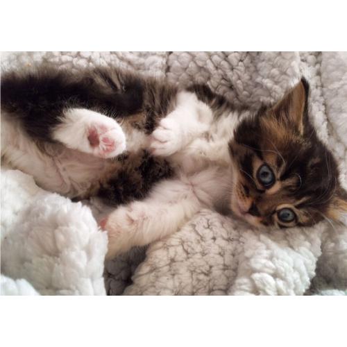 Just one Female Kitten Long Hair