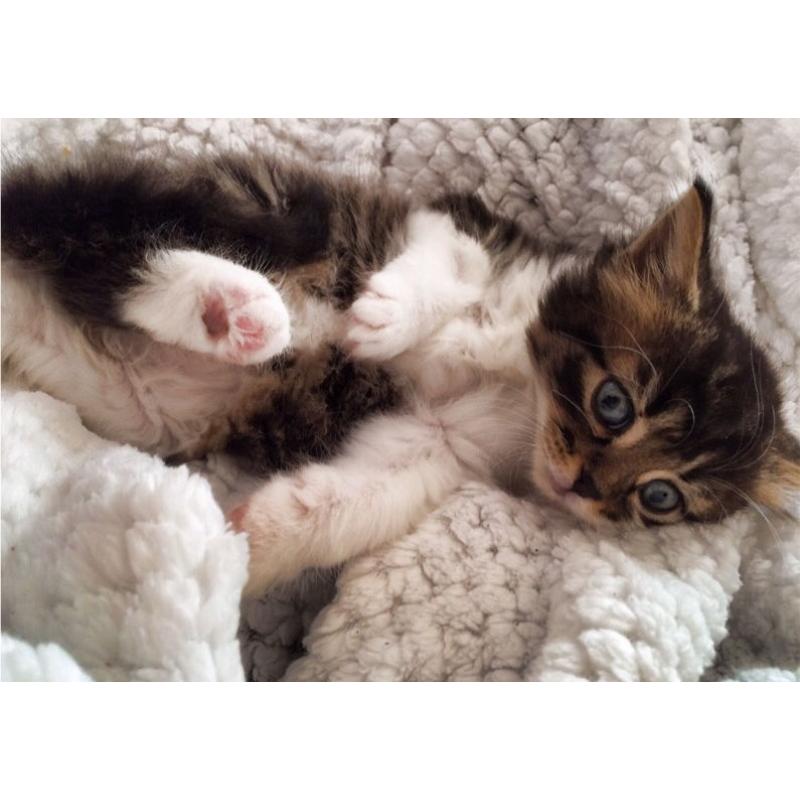 Just one Female Kitten Long Hair
