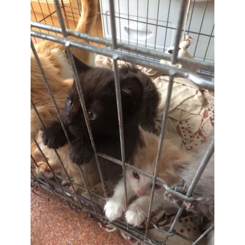 Cute kittens for sale ready to go