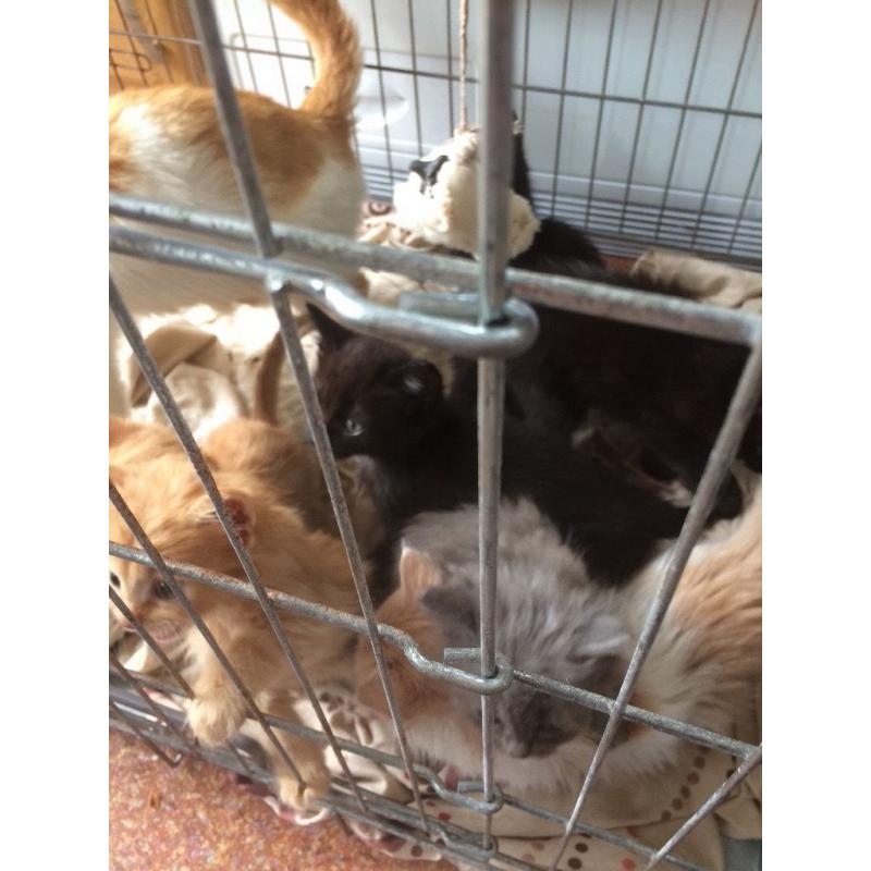 Cute kittens for sale ready to go