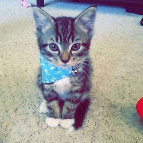 1 beautiful boy kitten for sale
