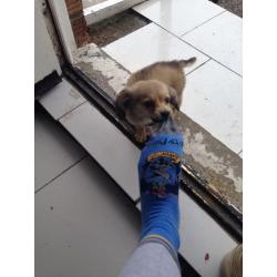 Lovely little boy for sale