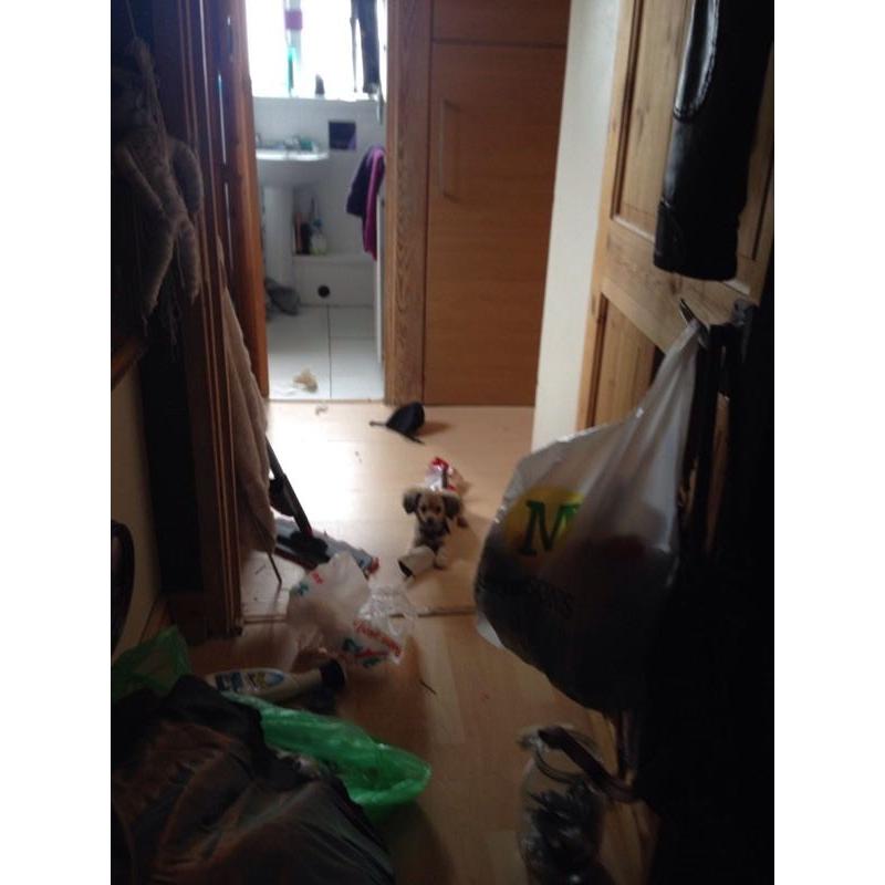 Lovely little boy for sale