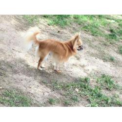 Tiny pedigree chihuahua boy