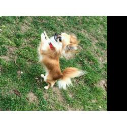 Tiny pedigree chihuahua boy