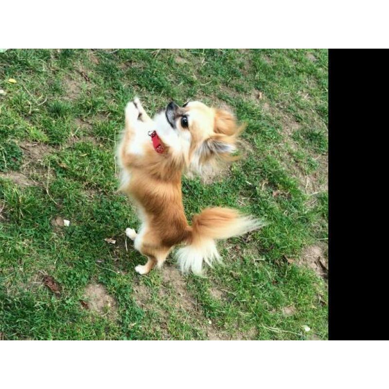 Tiny pedigree chihuahua boy