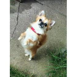 Tiny pedigree chihuahua boy