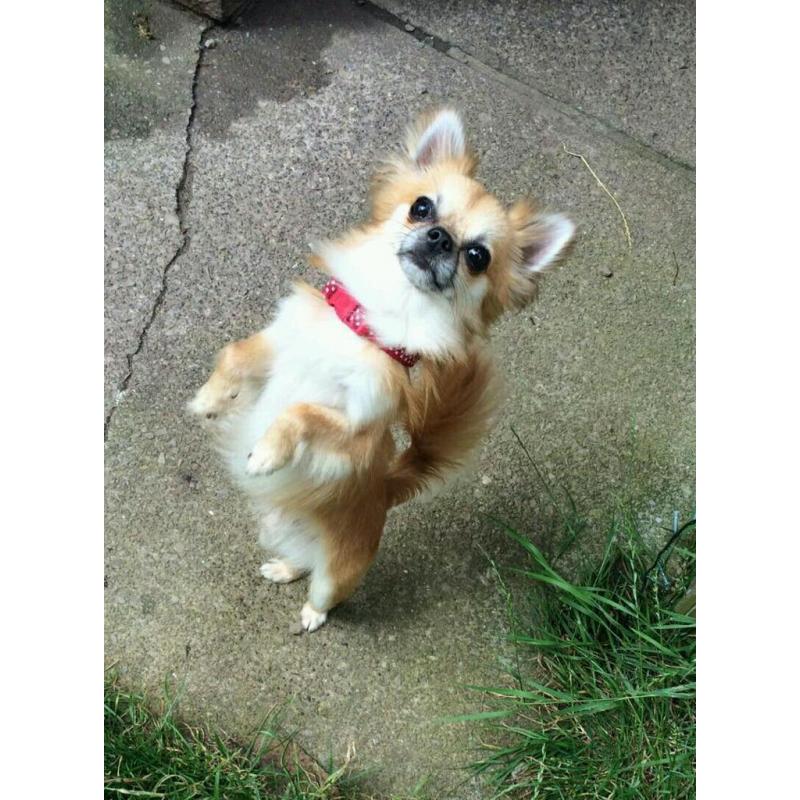 Tiny pedigree chihuahua boy