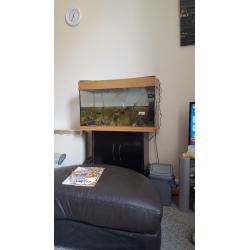 125lt fish tank plus fish