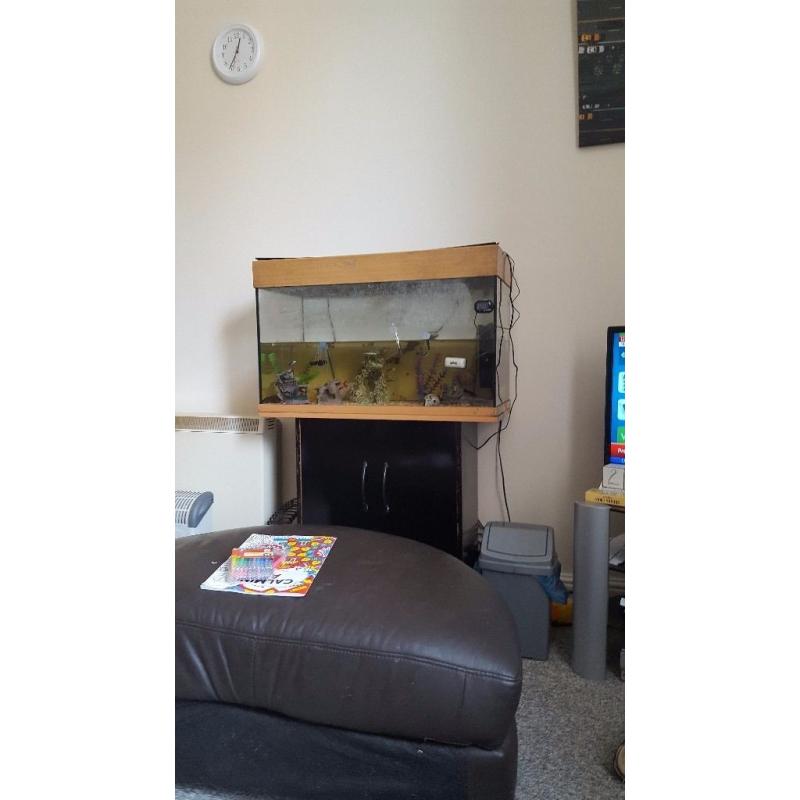 125lt fish tank plus fish
