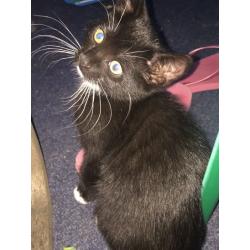 Black and white British shorthair female kitten