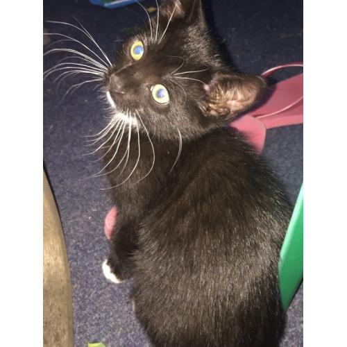 Black and white British shorthair female kitten