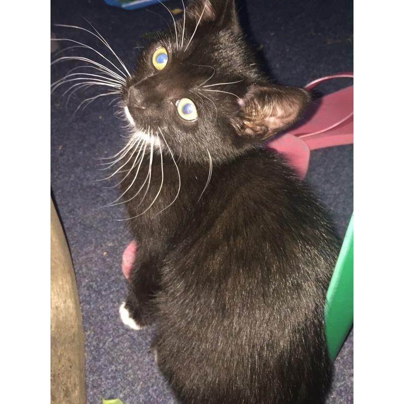 Black and white British shorthair female kitten