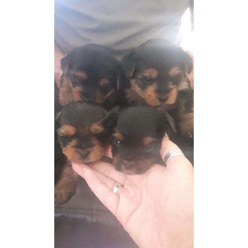 Beautiful Yorkie puppies