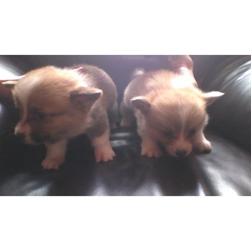 pembroke corgi pups