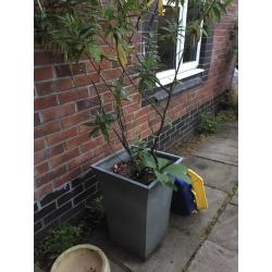 2 Mature Plants in Pots